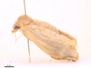  ( - CBG-B21985-E06)  @11 [ ] CreativeCommons - Attribution Share - Alike (2025) CBG Photography Group Centre for Biodiversity Genomics