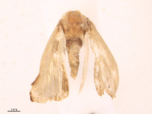  ( - CBG-B21985-E11)  @11 [ ] CreativeCommons - Attribution Share - Alike (2025) CBG Photography Group Centre for Biodiversity Genomics