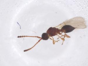  ( - CBG-B22216-E08)  @11 [ ] CreativeCommons - Attribution Share - Alike (2025) Centre for Biodiversity Genomics Centre for Biodiversity Genomics