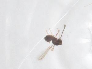  ( - CBG-B23775-G09)  @11 [ ] CreativeCommons - Attribution Share - Alike (2025) Centre for Biodiversity Genomics Centre for Biodiversity Genomics