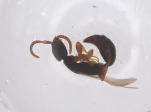  ( - CBG-B23780-B11)  @11 [ ] CreativeCommons - Attribution Share - Alike (2025) Centre for Biodiversity Genomics Centre for Biodiversity Genomics