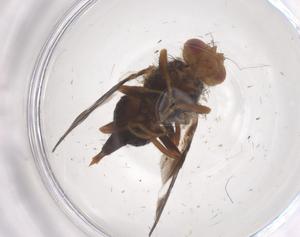  ( - CBG-B23790-H09)  @11 [ ] CreativeCommons - Attribution Share - Alike (2025) Centre for Biodiversity Genomics Centre for Biodiversity Genomics