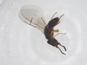  (Ceratosolen emarginatus - CBG-B23820-E05)  @11 [ ] CreativeCommons - Attribution Share - Alike (2025) Centre for Biodiversity Genomics Centre for Biodiversity Genomics