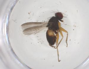  ( - CBG-B23852-B05)  @11 [ ] CreativeCommons - Attribution Share - Alike (2025) Centre for Biodiversity Genomics Centre for Biodiversity Genomics