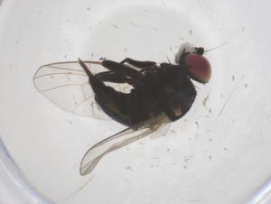  ( - CBG-B23852-B10)  @11 [ ] CreativeCommons - Attribution Share - Alike (2025) Centre for Biodiversity Genomics Centre for Biodiversity Genomics