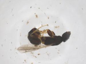  ( - CBG-B23852-E10)  @11 [ ] CreativeCommons - Attribution Share - Alike (2025) Centre for Biodiversity Genomics Centre for Biodiversity Genomics