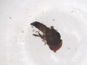  ( - CBG-B23853-G03)  @11 [ ] CreativeCommons - Attribution Share - Alike (2025) Centre for Biodiversity Genomics Centre for Biodiversity Genomics