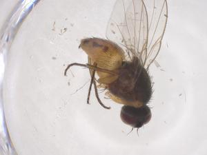  ( - CBG-B23853-G04)  @11 [ ] CreativeCommons - Attribution Share - Alike (2025) Centre for Biodiversity Genomics Centre for Biodiversity Genomics