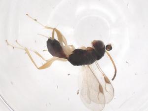  (Aphelopus albifacialis - CBG-B23861-B12)  @11 [ ] CreativeCommons - Attribution Share - Alike (2025) Centre for Biodiversity Genomics Centre for Biodiversity Genomics