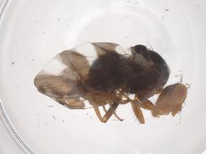  ( - CBG-B23867-H09)  @11 [ ] CreativeCommons - Attribution Share - Alike (2025) Centre for Biodiversity Genomics Centre for Biodiversity Genomics