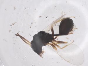  ( - CBG-B23868-D03)  @11 [ ] CreativeCommons - Attribution Share - Alike (2025) Centre for Biodiversity Genomics Centre for Biodiversity Genomics