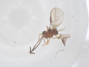  ( - CBG-B23877-B11)  @11 [ ] CreativeCommons - Attribution Share - Alike (2025) Centre for Biodiversity Genomics Centre for Biodiversity Genomics