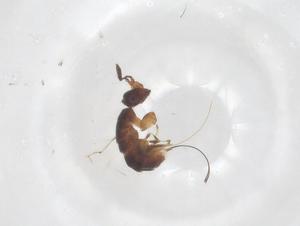  (Platyscapa quadraticeps - CBG-B23877-G03)  @11 [ ] CreativeCommons - Attribution Share - Alike (2025) Centre for Biodiversity Genomics Centre for Biodiversity Genomics