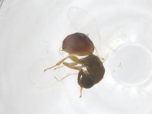  ( - CBG-B23877-H06)  @11 [ ] CreativeCommons - Attribution Share - Alike (2025) Centre for Biodiversity Genomics Centre for Biodiversity Genomics