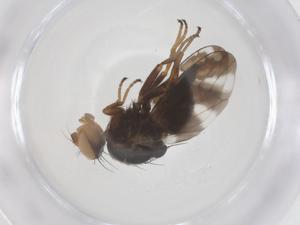  ( - CBG-B23880-C03)  @11 [ ] CreativeCommons - Attribution Share - Alike (2025) Centre for Biodiversity Genomics Centre for Biodiversity Genomics