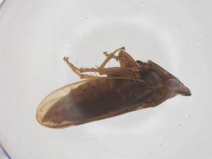  (Gurawa - CBG-B23880-G06)  @11 [ ] CreativeCommons - Attribution Share - Alike (2025) Centre for Biodiversity Genomics Centre for Biodiversity Genomics