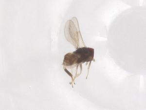  ( - CBG-B23881-E07)  @11 [ ] CreativeCommons - Attribution Share - Alike (2025) Centre for Biodiversity Genomics Centre for Biodiversity Genomics