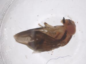  (Stegana quadrata - CBG-B23892-H08)  @11 [ ] CreativeCommons - Attribution Share - Alike (2025) Centre for Biodiversity Genomics Centre for Biodiversity Genomics