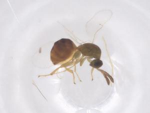  ( - CBG-B23894-G02)  @11 [ ] CreativeCommons - Attribution Share - Alike (2025) Centre for Biodiversity Genomics Centre for Biodiversity Genomics