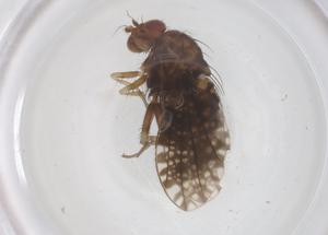  ( - CBG-B23903-A10)  @11 [ ] CreativeCommons - Attribution Share - Alike (2025) Centre for Biodiversity Genomics Centre for Biodiversity Genomics