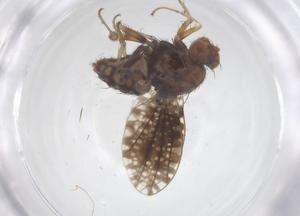  ( - CBG-B23903-D12)  @11 [ ] CreativeCommons - Attribution Share - Alike (2025) Centre for Biodiversity Genomics Centre for Biodiversity Genomics