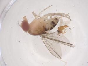  ( - CBG-B23904-B05)  @11 [ ] CreativeCommons - Attribution Share - Alike (2025) Centre for Biodiversity Genomics Centre for Biodiversity Genomics