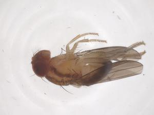  ( - CBG-B23907-A09)  @11 [ ] CreativeCommons - Attribution Share - Alike (2025) Centre for Biodiversity Genomics Centre for Biodiversity Genomics