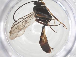  ( - CBG-B23910-H02)  @11 [ ] CreativeCommons - Attribution Share - Alike (2025) Centre for Biodiversity Genomics Centre for Biodiversity Genomics