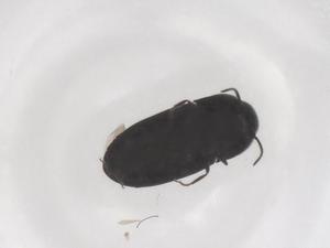  ( - CBG-B23921-D11)  @11 [ ] CreativeCommons - Attribution Share - Alike (2025) Centre for Biodiversity Genomics Centre for Biodiversity Genomics