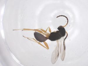  (Aphelopus zhaoi - CBG-B23957-C09)  @11 [ ] CreativeCommons - Attribution Share - Alike (2025) Centre for Biodiversity Genomics Centre for Biodiversity Genomics