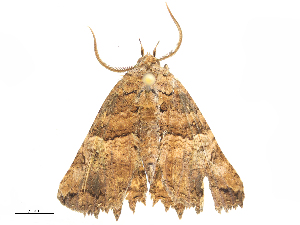  ( - CBG-B23993-A01)  @11 [ ] CreativeCommons - Attribution Share - Alike (2025) CBG Photography Group Centre for Biodiversity Genomics