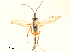  ( - CBG-B23993-F09)  @11 [ ] CreativeCommons - Attribution Share - Alike (2025) CBG Photography Group Centre for Biodiversity Genomics