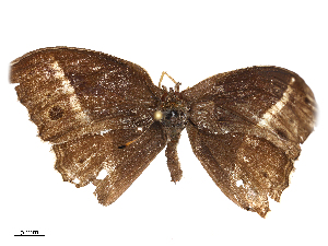  ( - CBG-B24181-E08)  @11 [ ] CreativeCommons - Attribution Share - Alike (2025) CBG Photography Group Centre for Biodiversity Genomics