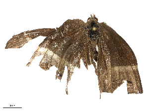  ( - CBG-B24181-F01)  @11 [ ] CreativeCommons - Attribution Share - Alike (2025) CBG Photography Group Centre for Biodiversity Genomics