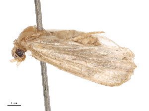  ( - CBG-B24181-G09)  @11 [ ] CreativeCommons - Attribution Share - Alike (2025) CBG Photography Group Centre for Biodiversity Genomics