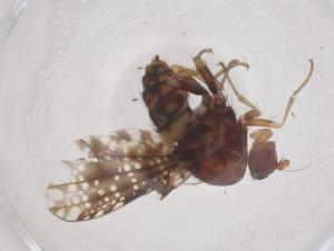  ( - CBG-B24187-B08)  @11 [ ] CreativeCommons - Attribution Share - Alike (2025) Centre for Biodiversity Genomics Centre for Biodiversity Genomics