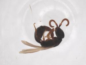  ( - CBG-B24187-E12)  @11 [ ] CreativeCommons - Attribution Share - Alike (2025) Centre for Biodiversity Genomics Centre for Biodiversity Genomics