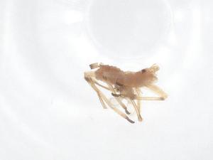  (Yamatocallis - CBG-B24226-G12)  @11 [ ] CreativeCommons - Attribution Share - Alike (2025) Centre for Biodiversity Genomics Centre for Biodiversity Genomics