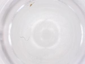  ( - CBG-B24242-D02)  @11 [ ] CreativeCommons - Attribution Share - Alike (2025) Centre for Biodiversity Genomics Centre for Biodiversity Genomics