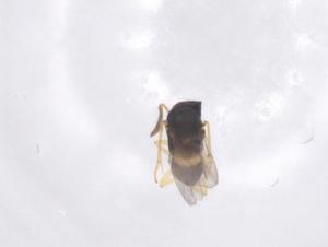  ( - CBG-B24243-F11)  @11 [ ] CreativeCommons - Attribution Share - Alike (2025) Centre for Biodiversity Genomics Centre for Biodiversity Genomics