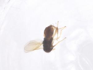  ( - CBG-B24256-G01)  @11 [ ] CreativeCommons - Attribution Share - Alike (2025) Centre for Biodiversity Genomics Centre for Biodiversity Genomics