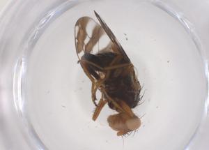  ( - CBG-B24258-C04)  @11 [ ] CreativeCommons - Attribution Share - Alike (2025) Centre for Biodiversity Genomics Centre for Biodiversity Genomics