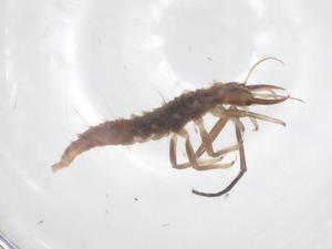  ( - CBG-B24260-E12)  @11 [ ] CreativeCommons - Attribution Share - Alike (2025) Centre for Biodiversity Genomics Centre for Biodiversity Genomics