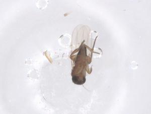  ( - CBG-B24263-E02)  @11 [ ] CreativeCommons - Attribution Share - Alike (2025) Centre for Biodiversity Genomics Centre for Biodiversity Genomics