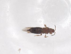  ( - CBG-B24264-D12)  @11 [ ] CreativeCommons - Attribution Share - Alike (2025) Centre for Biodiversity Genomics Centre for Biodiversity Genomics