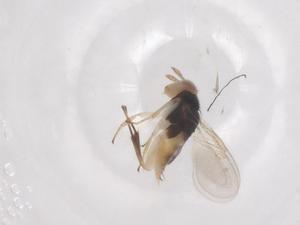  ( - CBG-B24271-D08)  @11 [ ] CreativeCommons - Attribution Share - Alike (2025) Centre for Biodiversity Genomics Centre for Biodiversity Genomics