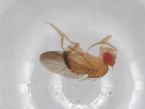  (Drosophila prostipennis - BIOUG99591-E07)  @11 [ ] CreativeCommons - Attribution (2023) Centre for Biodiversity Genomics Centre for Biodiversity Genomics