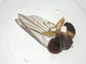  (Microcephalops sp. China5 - CBG-A12669-A12)  @11 [ ] CreativeCommons - Attribution Share - Alike (2023) Centre for Biodiversity Genomics Centre for Biodiversity Genomics