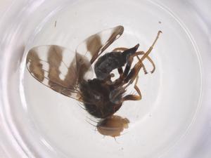  ( - CBG-B15466-A05)  @11 [ ] CreativeCommons - Attribution Share - Alike (2025) Centre for Biodiversity Genomics Centre for Biodiversity Genomics