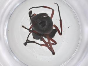  (Polyrhachis laevissima - CBG-B15512-A08)  @11 [ ] CreativeCommons - Attribution Share - Alike (2025) Centre for Biodiversity Genomics Centre for Biodiversity Genomics